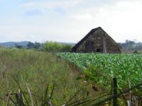 Tobacco Farm01.jpg
